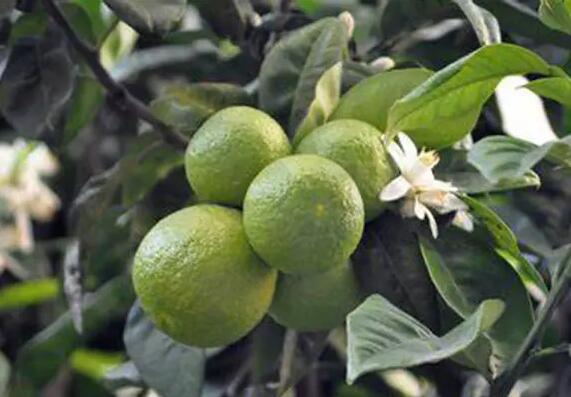 Citrus Extract