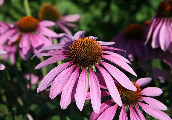 Echinacea Extract