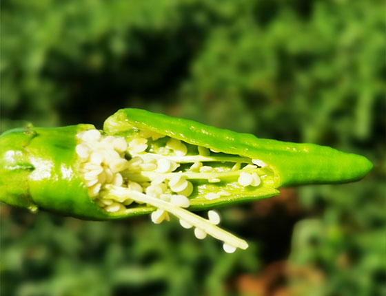 உணவு மற்றும் தீவன சேர்க்கைகள்