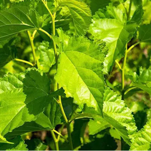 Mulberry Leaf Extract