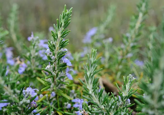 Rosemary Extract