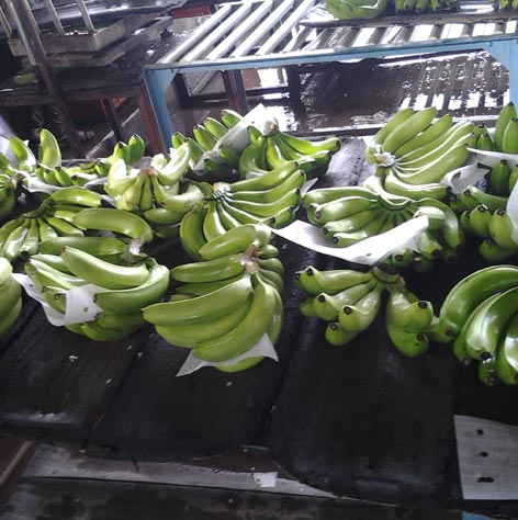 Banana Exporters in India - Geewin Exim