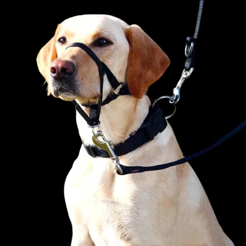 Best Dog Headcollar for Dog Training