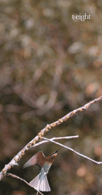 Wildlife documentary filming in Super Slow Motion