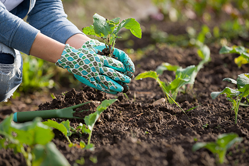 Planting Service