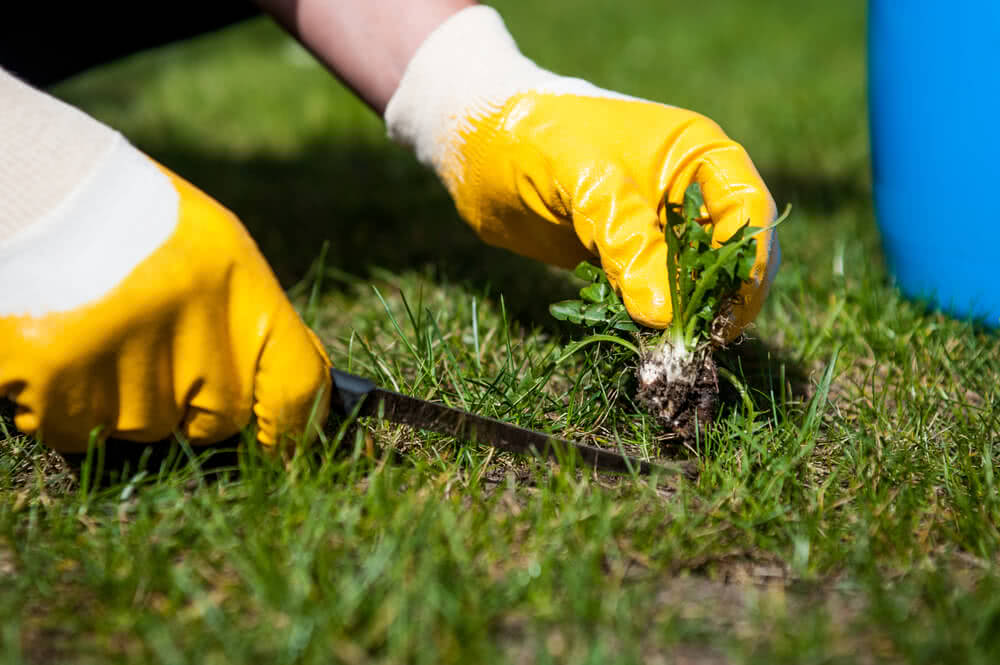 Lawn Maintenance Service