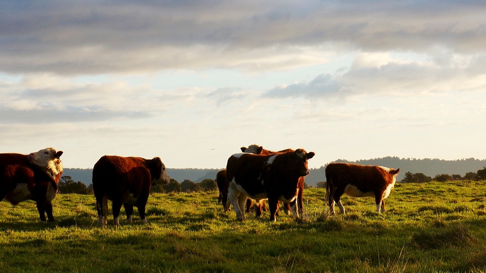 Australian Beef Suppliers | Australian Beef Cuts