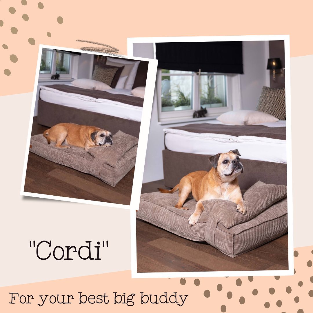 Cordi - Khaki Orthopedic Dog Mattress Online