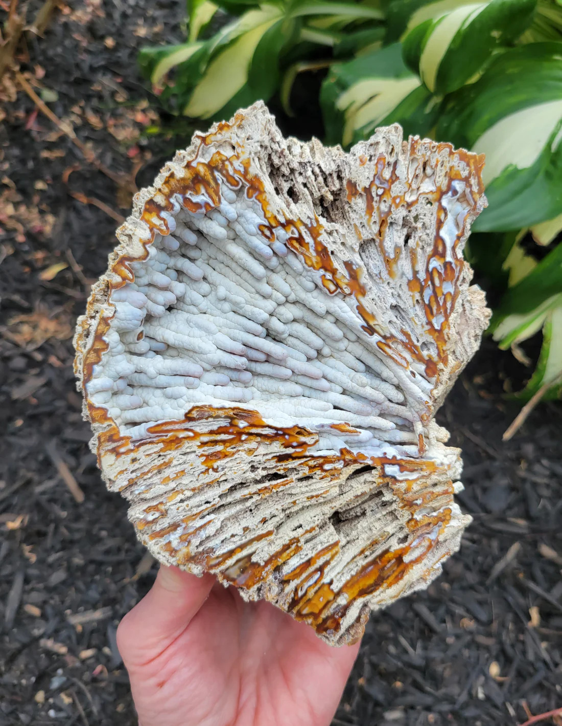 Agatized Coral Sliced and Partially Polished pair from Hillsborough County, Florida