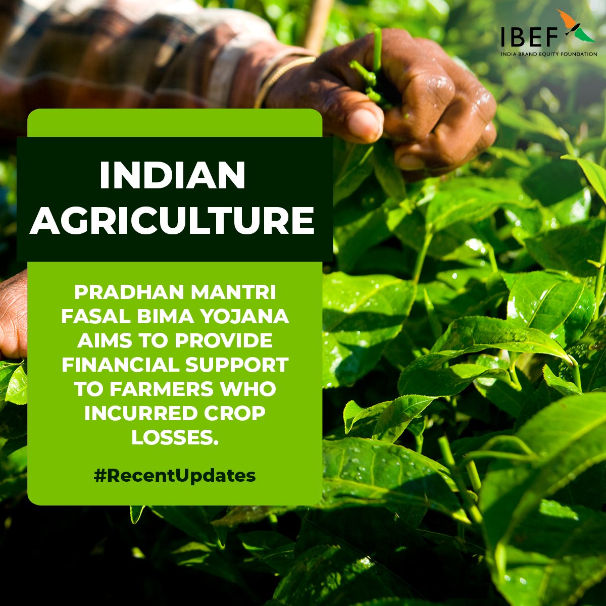 Secure Your Harvests With Pradhan Mantri Fasal Bima Yojana