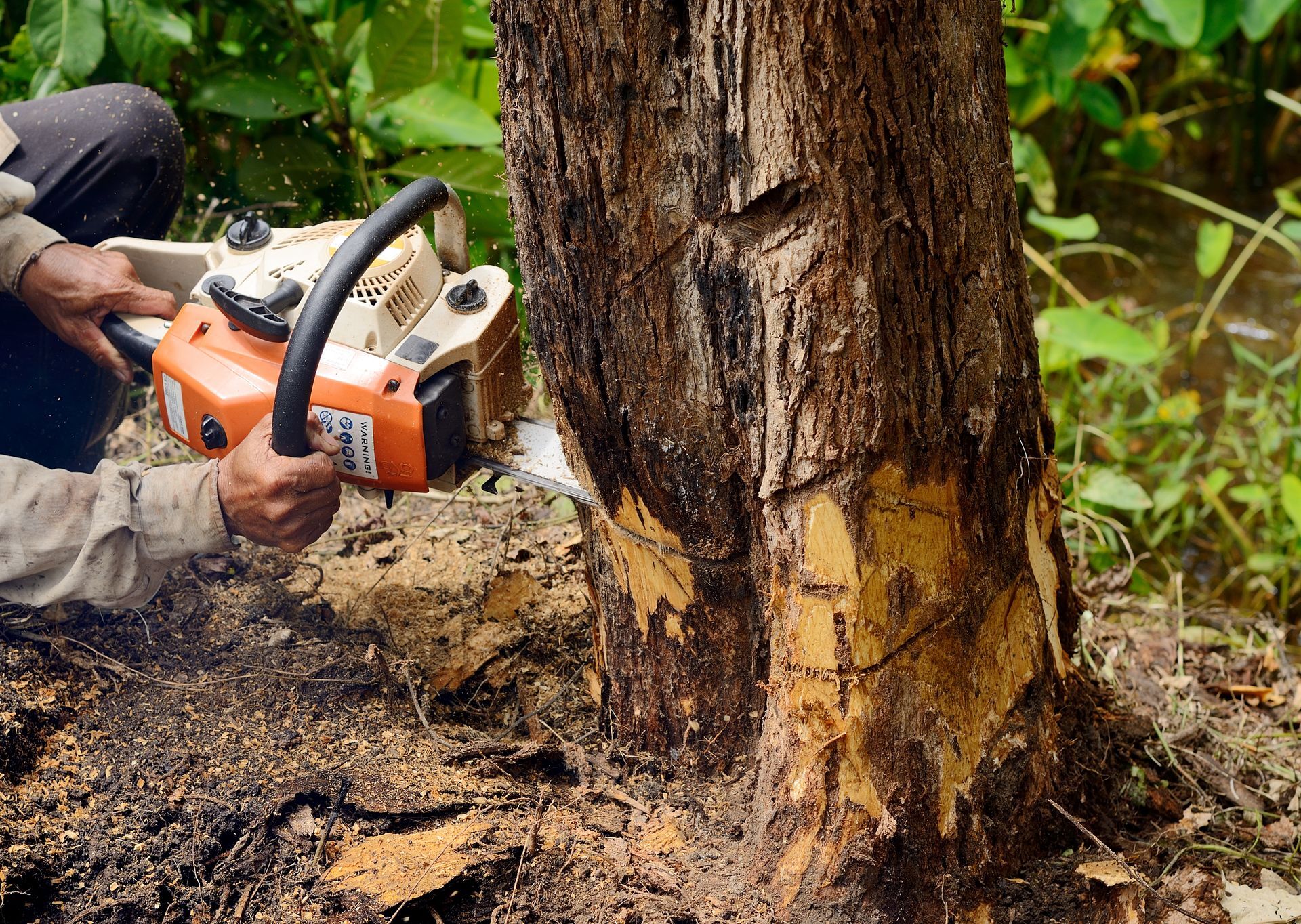 Tree Cutting Service