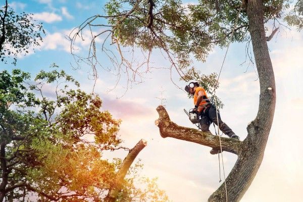 Tree Maintenance Service