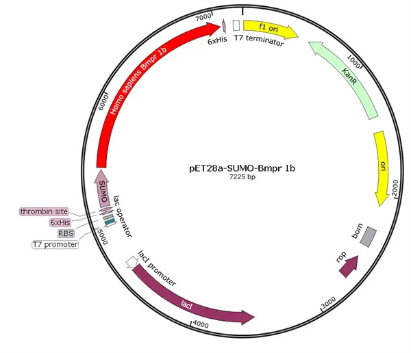 Expression Plasmids