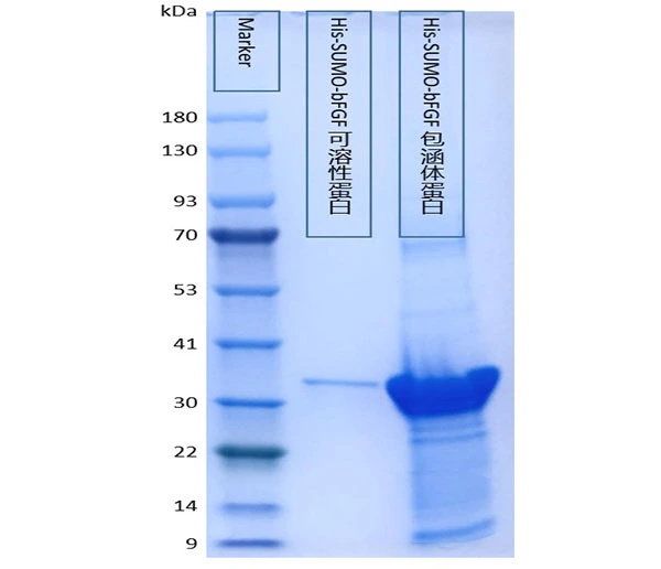 Growth Factor Proteins