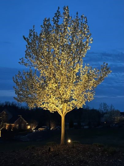 Landscape Lighting Brighton