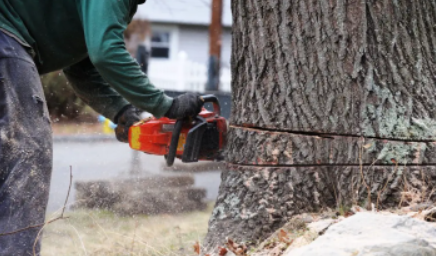 Tree Felling / Boom Sloping