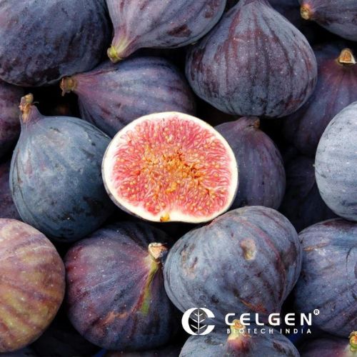 Buy Purple Fig Tissue Culture Plants: Ficus Carica 