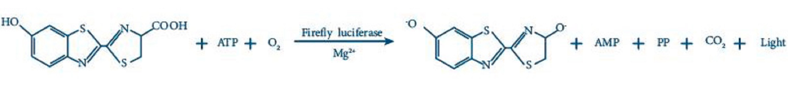 Luciferase Detection Kit