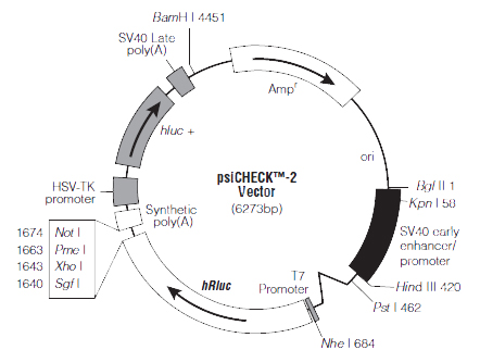 MicroRNA Plasmid & Virus