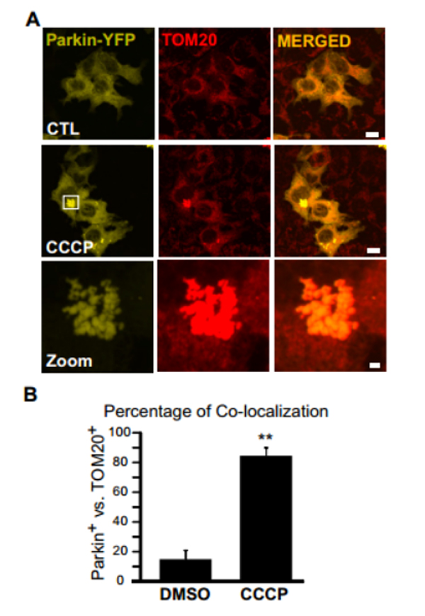 Mitophagy Detection Tool