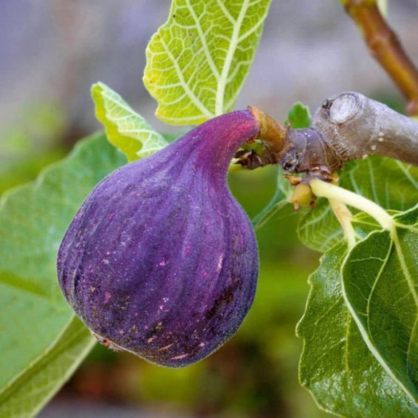 LSU PURPLE Fig Tissue Culture Plants 