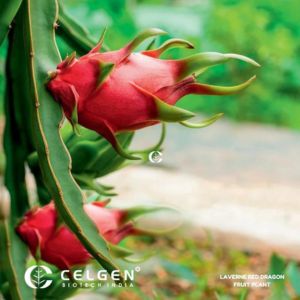 Healthy Dragon Fruit Plants for Sale – Tissue Culture Saplings