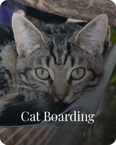 Cat Boarding