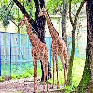 Mangimi e alimenti per animali