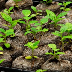 Order Teak Tissue Culture Plants Online at Celgen Biotech