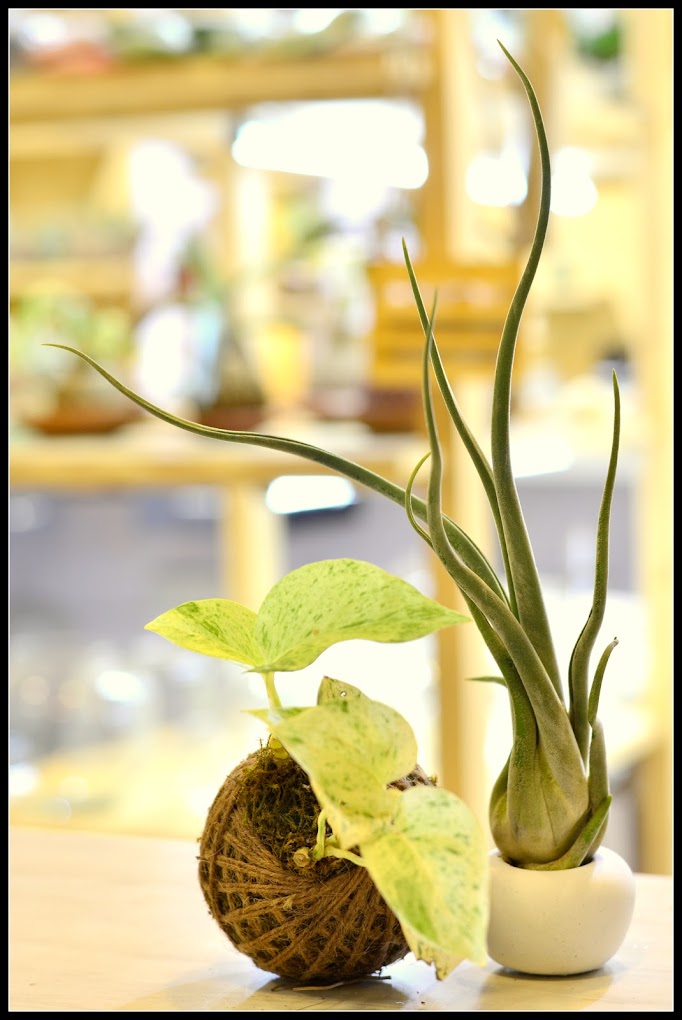 Indoor Plants