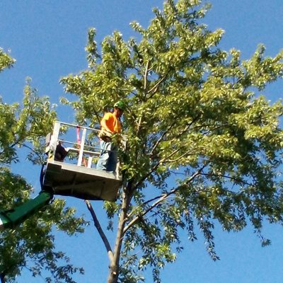 Servizi di manutenzione alberi