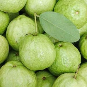 Buy Guava Tissue Culture Plants Online | Celgen Biotech