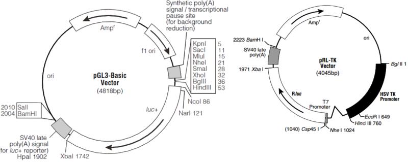 The Interaction Of Transcription Factor And Promoter