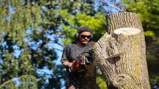 Tree Service Bedford TX