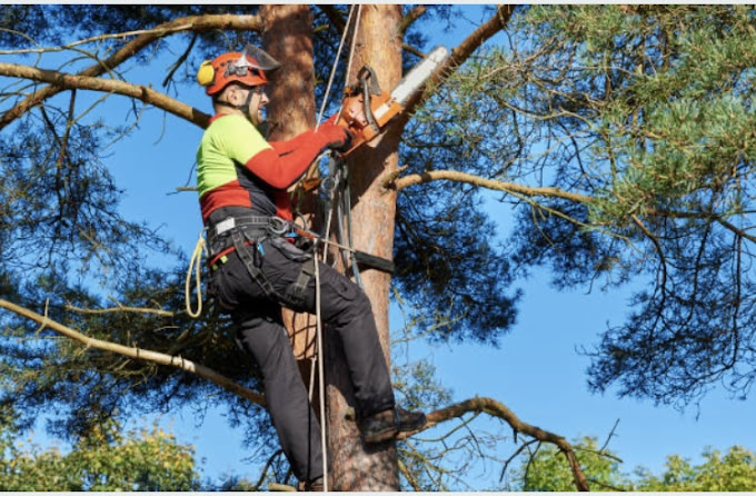 Tree Topping