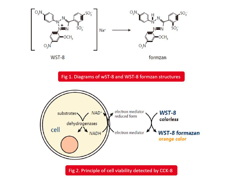 CCK-8 Assay Kit