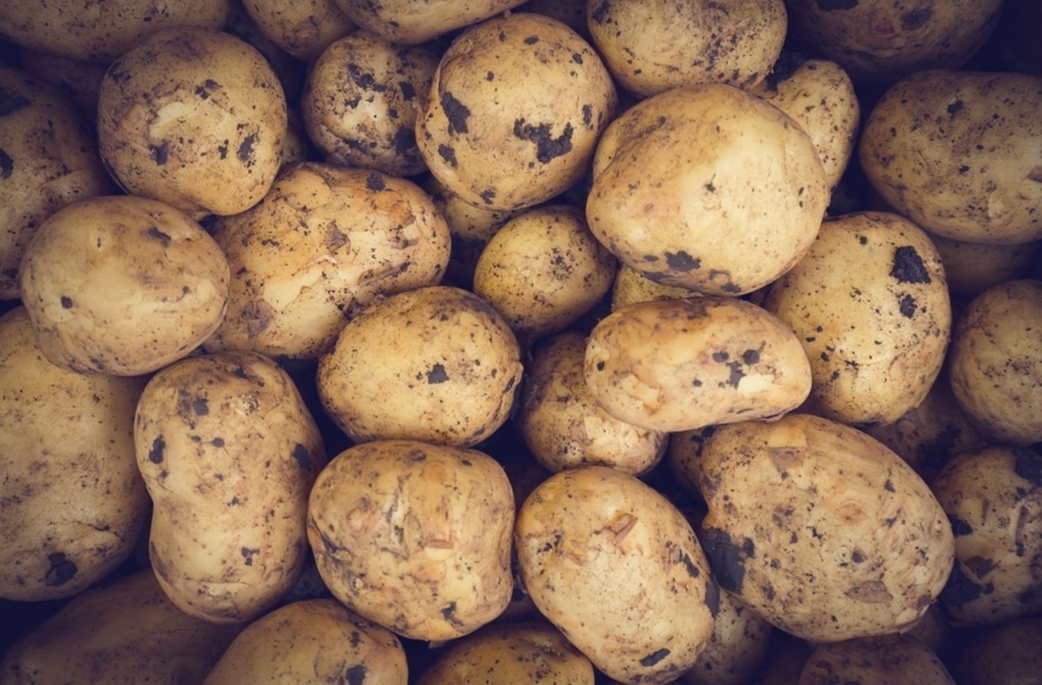 Potato Suppliers in the Netherlands