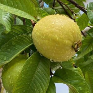 High-Quality CISH Lalit Guava Plants – Buy Online Now