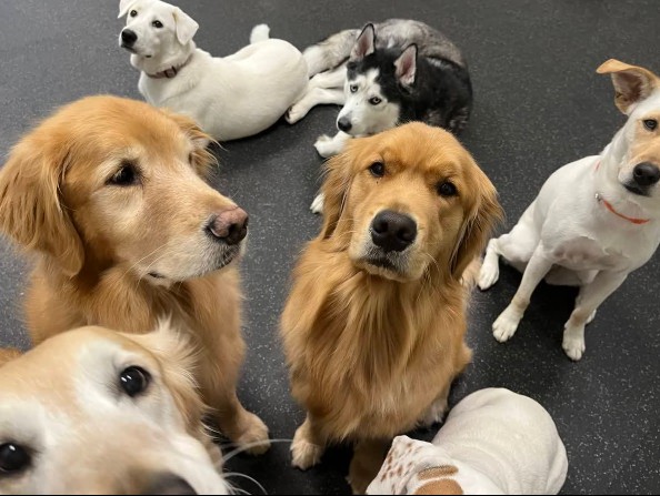 Dog walker