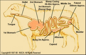 Sheep casings