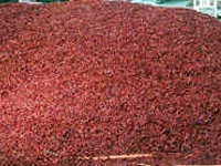 Dried Chilli