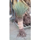 Yucca palm tree