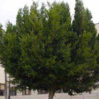 Ficus nitida, Ficus retusa 