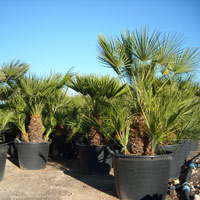 Palmbomen
