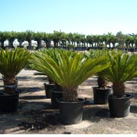 Palme