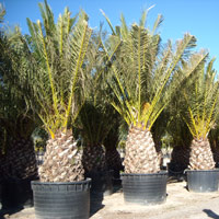 Washingtonia robusta