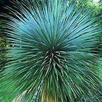 Yucca rostrata 