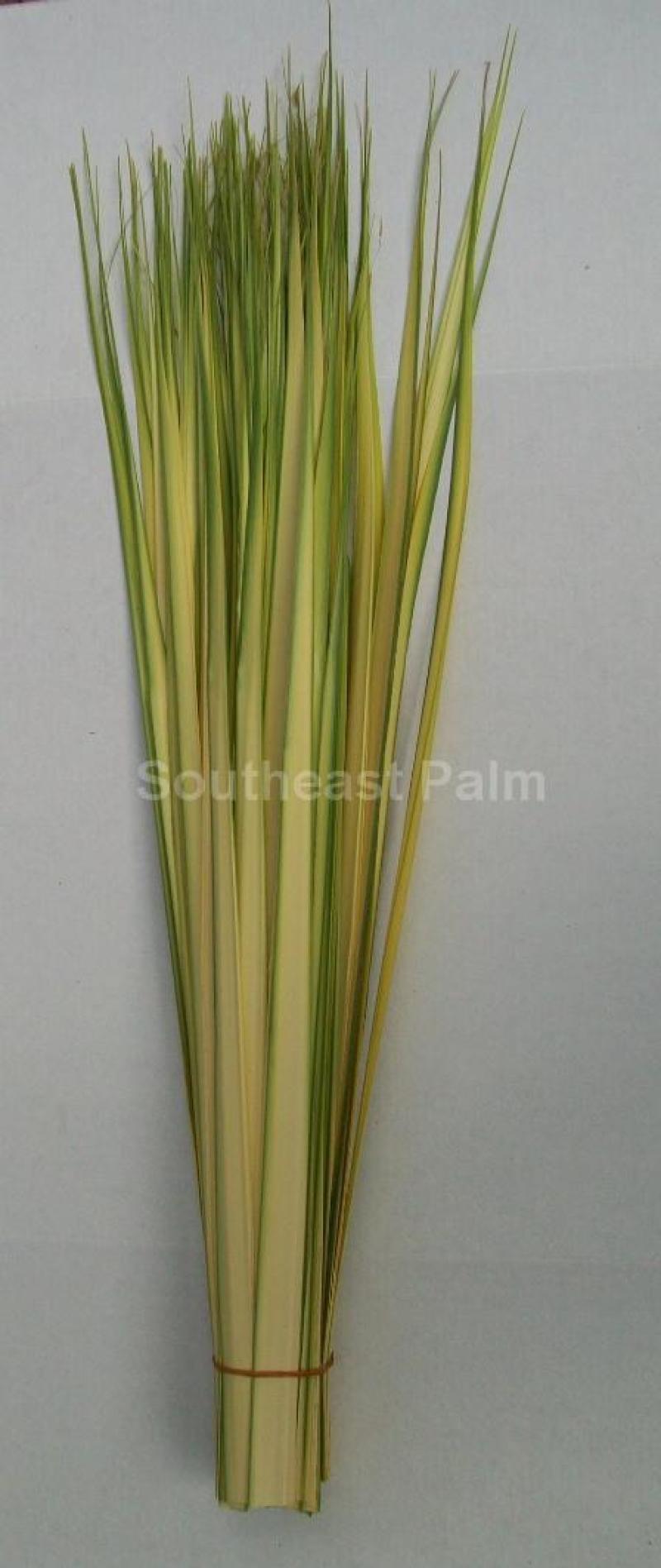 Long Double Palm Strips