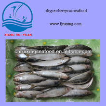 Frozen_Sardines_Sardinella_Longiceps