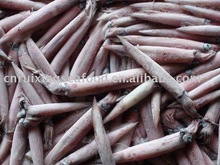 Indonesia_Frozen_squid